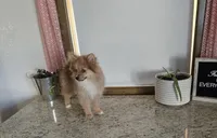 Millie , a female Pomeranian for sale in Montgomery, IN – Photo 3 of 8