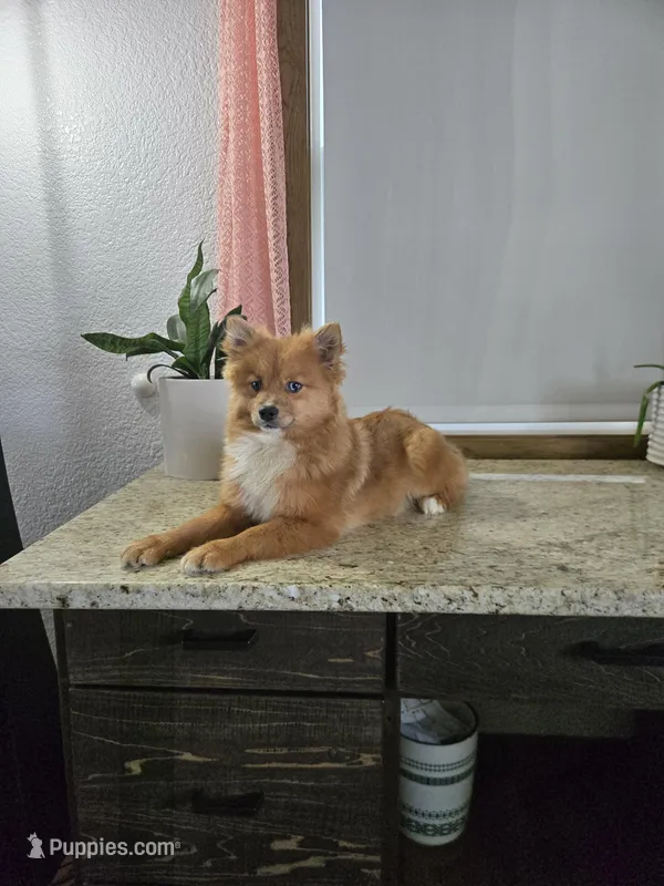 Millie  – Pomeranian puppy for sale in Montgomery, IN