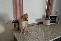 Millie , a female Pomeranian for sale in Montgomery, IN – Photo 8 of 8