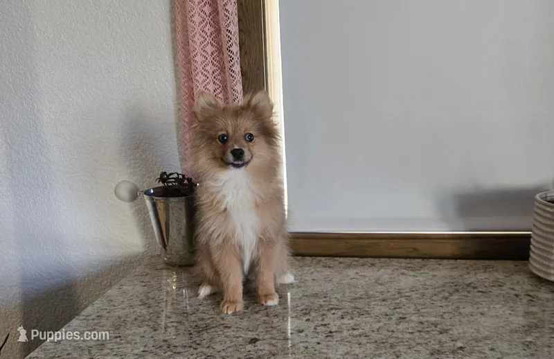 Millie  – Pomeranian puppy for sale in Montgomery, IN