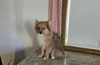 Millie , a female Pomeranian for sale in Montgomery, IN – Photo 2 of 8