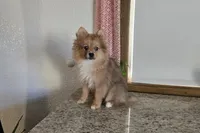 Millie , a female Pomeranian for sale in Montgomery, IN – Photo 4 of 8