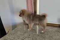 Millie , a female Pomeranian for sale in Montgomery, IN – Photo 6 of 8