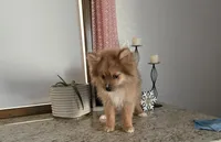 Millie , a female Pomeranian for sale in Montgomery, IN – Photo 7 of 8