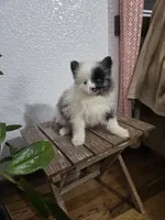 Precious , a female Pomeranian for sale in Montgomery, IN – Photo 3 of 10