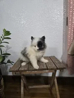 Precious , a female Pomeranian for sale in Montgomery, IN – Photo 9 of 10