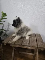 Precious , a female Pomeranian for sale in Montgomery, IN – Photo 7 of 10