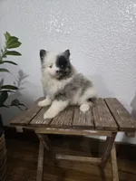 Precious , a female Pomeranian for sale in Montgomery, IN – Photo 6 of 10