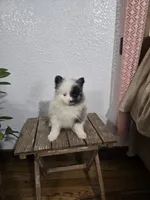 Precious , a female Pomeranian for sale in Montgomery, IN – Photo 5 of 10