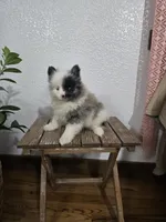 Precious , a female Pomeranian for sale in Montgomery, IN – Photo 10 of 10