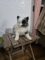 Precious , a female Pomeranian for sale in Montgomery, IN – Photo 8 of 10