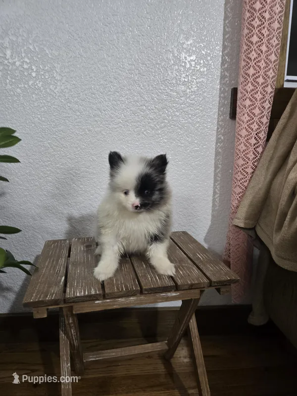 Precious , a female Pomeranian for sale in Montgomery, IN – Photo 1 of 10