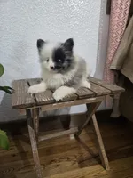 Precious , a female Pomeranian for sale in Montgomery, IN – Photo 4 of 10