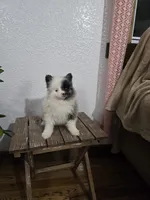 Precious , a female Pomeranian for sale in Montgomery, IN – Photo 2 of 10