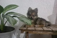Jack , a male Pomeranian for sale in Montgomery, IN – 4 of 10