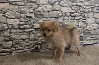 Puff, a male Pomeranian for sale in Montgomery, IN – 8 of 10