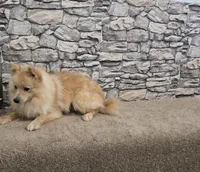 Maverick , a male Pomeranian for sale in Montgomery, IN – 6 of 9