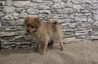 Puff, a male Pomeranian for sale in Montgomery, IN – 6 of 10