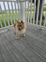 Maverick , a male Pomeranian for sale in Montgomery, IN – 3 of 9