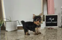 Jackson , a male Yorkshire Terrier for sale in Montgomery, IN – Photo 5 of 9