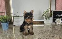 Jackson , a male Yorkshire Terrier for sale in Montgomery, IN – Photo 6 of 9