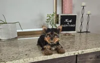 Jackson , a male Yorkshire Terrier for sale in Montgomery, IN – Photo 2 of 9