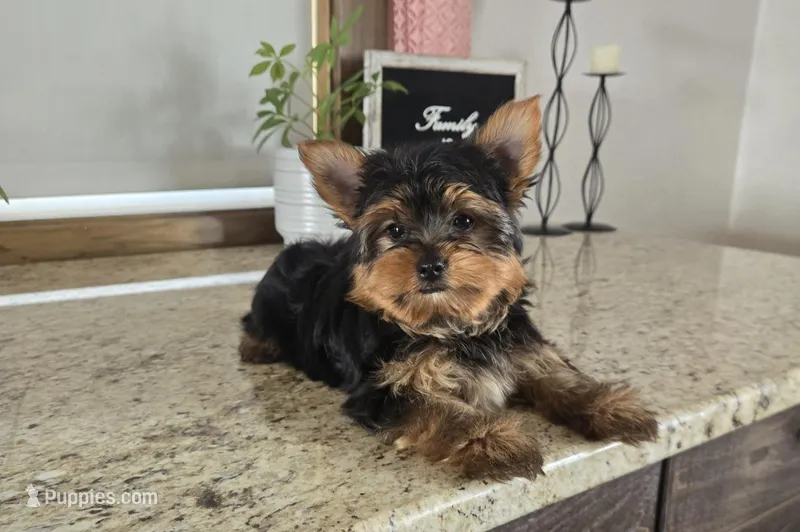Jackson  – Yorkshire Terrier puppy for sale in Montgomery, IN