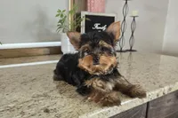 Jackson , a male Yorkshire Terrier for sale in Montgomery, IN – Photo 1 of 9