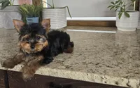 Jackson , a male Yorkshire Terrier for sale in Montgomery, IN – Photo 3 of 9
