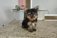 Jackson , a male Yorkshire Terrier for sale in Montgomery, IN – Photo 8 of 9