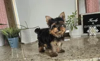 Jackson , a male Yorkshire Terrier for sale in Montgomery, IN – Photo 4 of 9