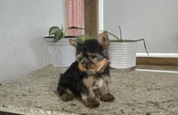 Jackson , a male Yorkshire Terrier for sale in Montgomery, IN – Photo 9 of 9