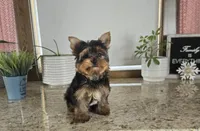 Jackson , a male Yorkshire Terrier for sale in Montgomery, IN – Photo 7 of 9