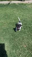 Pinto , a male Dachshund and Chihuahua for sale in Tucson Estates, AZ – 1 of 3