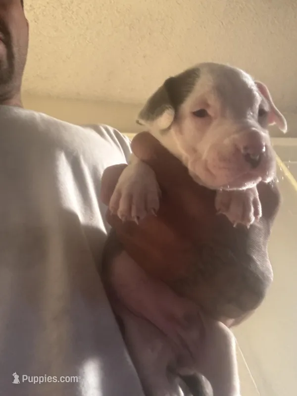 Diamond – American Pit Bull Terrier puppy for sale in Fresno, CA