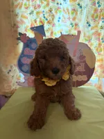 Yellow, a male Miniature Goldendoodle for sale in Theresa, WI – 2 of 2