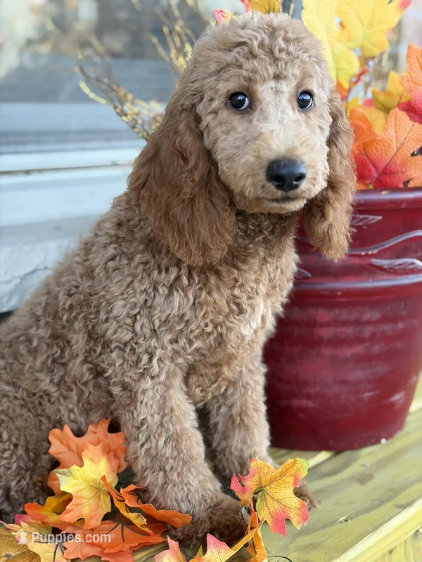 Green – Miniature Goldendoodle puppy for sale in Theresa, WI