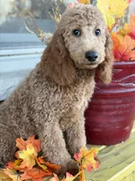 Green, a male Miniature Goldendoodle for sale in Theresa, WI – 1 of 4