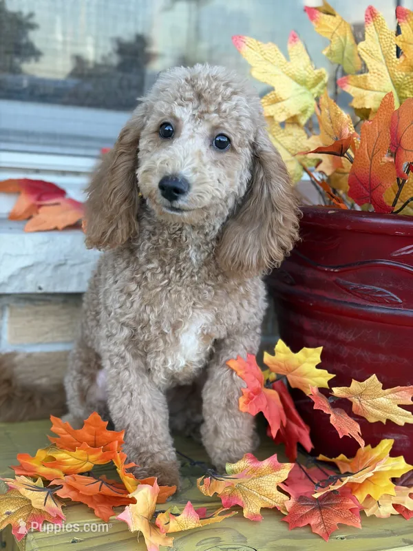 Purple  – Miniature Goldendoodle puppy for sale in Theresa, WI