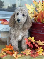 Purple , a female Miniature Goldendoodle for sale in Theresa, WI – 1 of 4