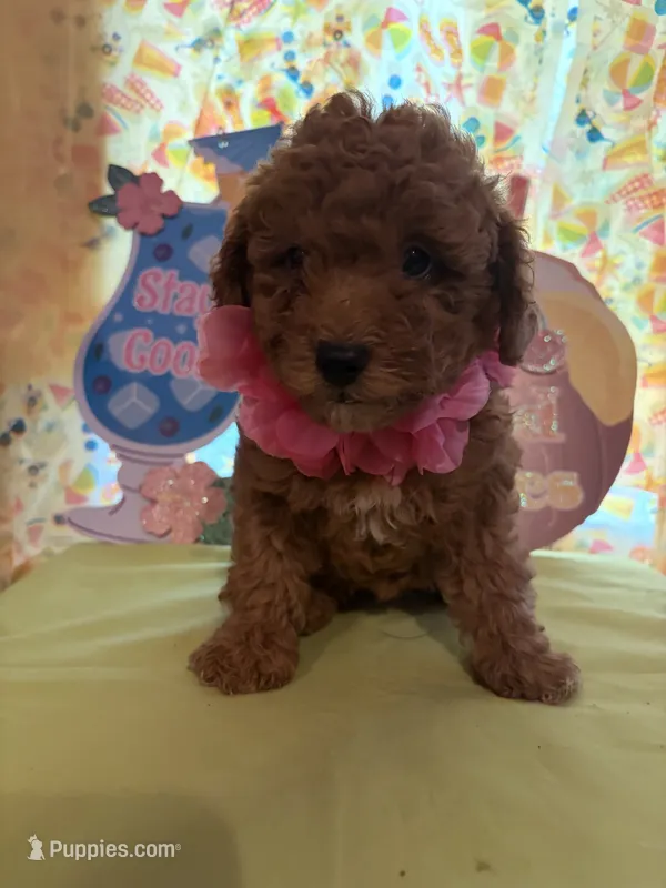 Pink  – Miniature Goldendoodle puppy for sale in Theresa, WI