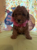 Pink , a female Miniature Goldendoodle for sale in Theresa, WI – 1 of 3