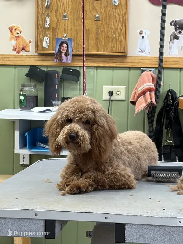 Molly – Goldendoodle puppy for sale in Theresa, WI