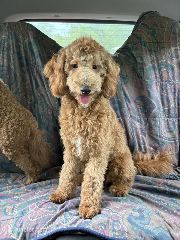 Marty – Goldendoodle puppy for sale in Theresa, WI
