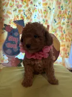 Pink , a female Miniature Goldendoodle for sale in Theresa, WI – 2 of 3