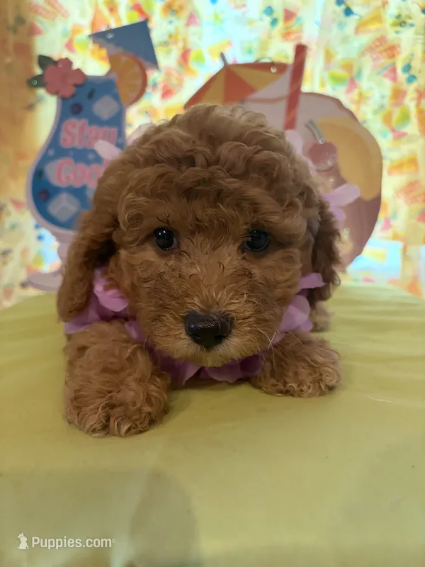 Purple  – Miniature Goldendoodle puppy for sale in Theresa, WI