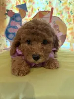 Purple , a female Miniature Goldendoodle for sale in Theresa, WI – 1 of 3