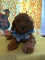 Blue, a male Miniature Goldendoodle for sale in Theresa, WI – 3 of 3