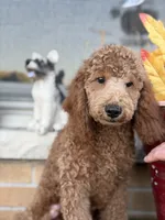 Blue, a male Miniature Goldendoodle for sale in Theresa, WI – 3 of 4