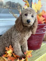 Green, a male Miniature Goldendoodle for sale in Theresa, WI – 2 of 4